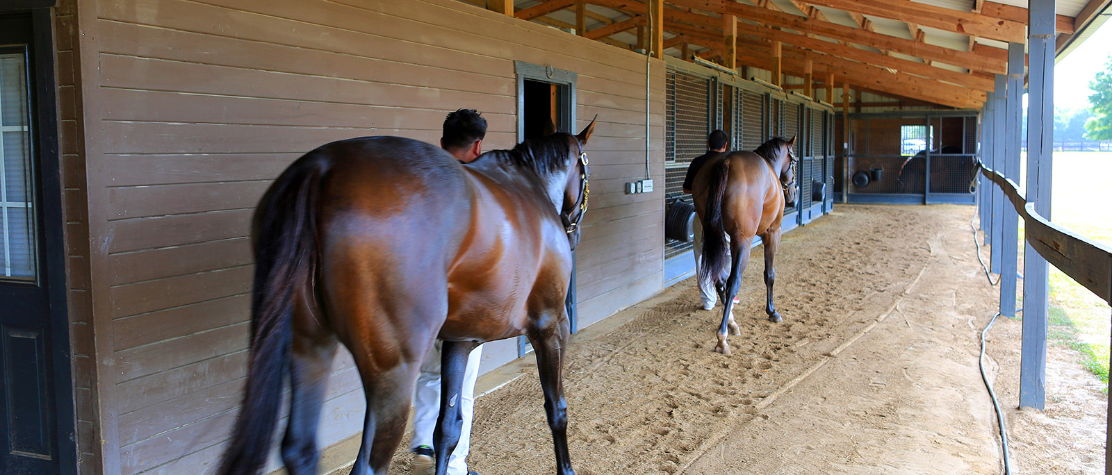 Two horses being led out for a traning session